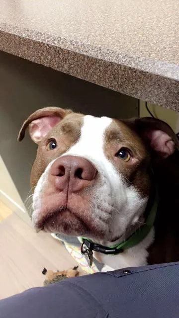 Lake Shore Animal Hospital Picture 8
