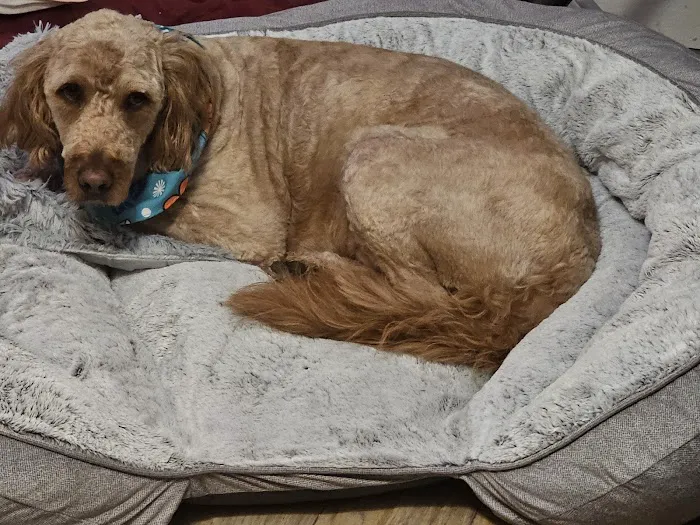Tyler Animal Clinic Picture 4
