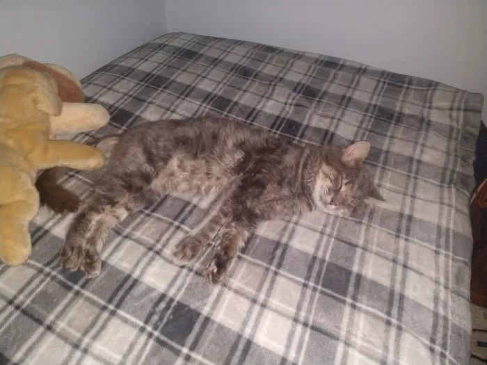 Tyler Animal Clinic Picture 8