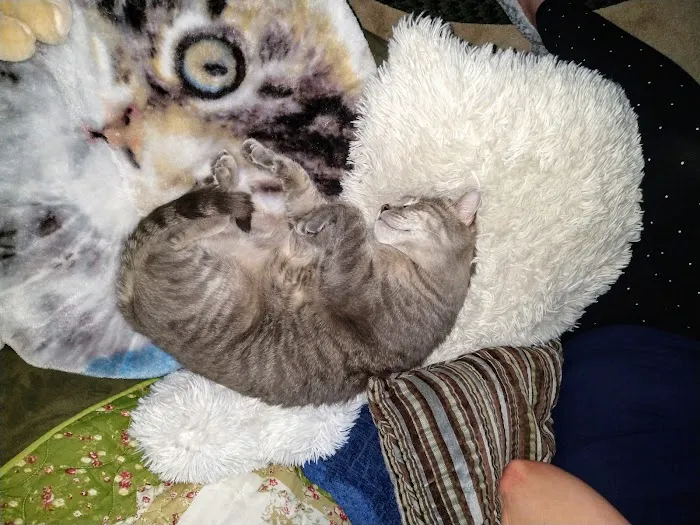 Tyler Animal Clinic Picture 9