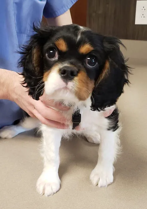 Kirtland Veterinary Hospital Picture 10