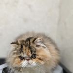 Pet Hospital of Willoughby: Danforth Claudia DVM