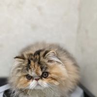 Pet Hospital of Willoughby: Danforth Claudia DVM ico