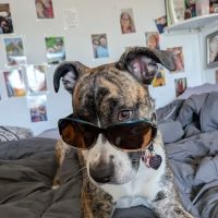 Milton Veterinary Hospital ico