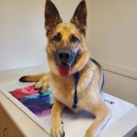 Petit Brook Veterinary Clinic