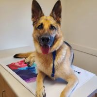 Petit Brook Veterinary Clinic ico