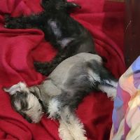 Lakeside Veterinary Clinic ico