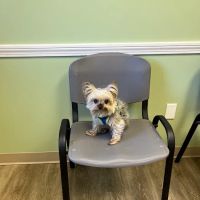 Animal Health Center ico