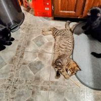 Vetco Total Care - Great Falls Veterinary Hospital ico