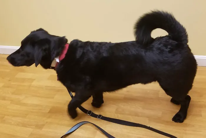 Central Park Veterinary Clinic Picture 2
