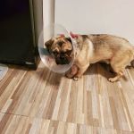 Central Park Veterinary Clinic