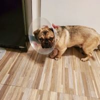 Central Park Veterinary Clinic ico