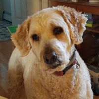 Lucky Pet Animal Hospital ico