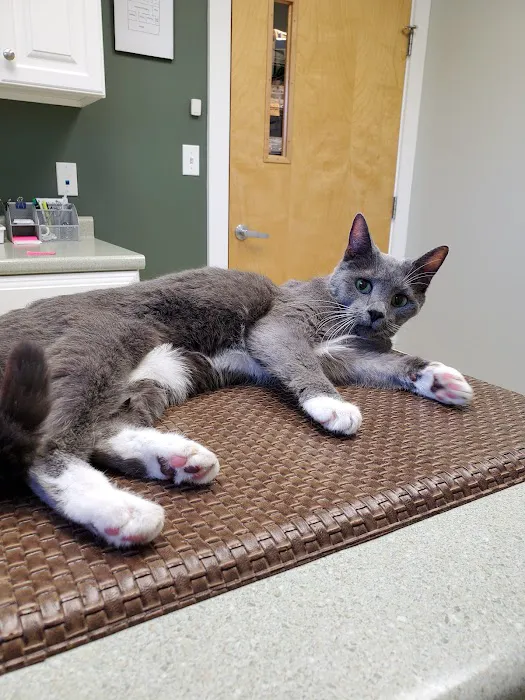 Lucky Pet Animal Hospital Picture 9