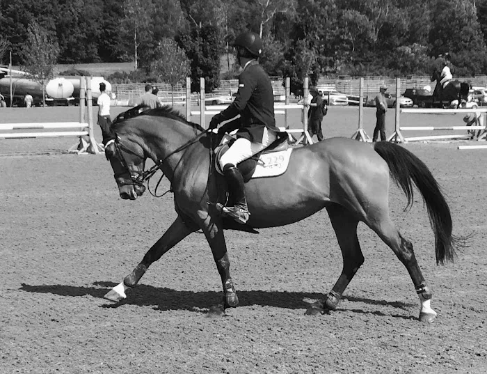 Atlantic Equine Services Picture 1