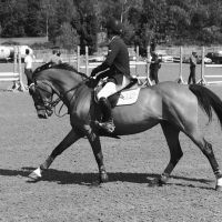 Atlantic Equine Services ico