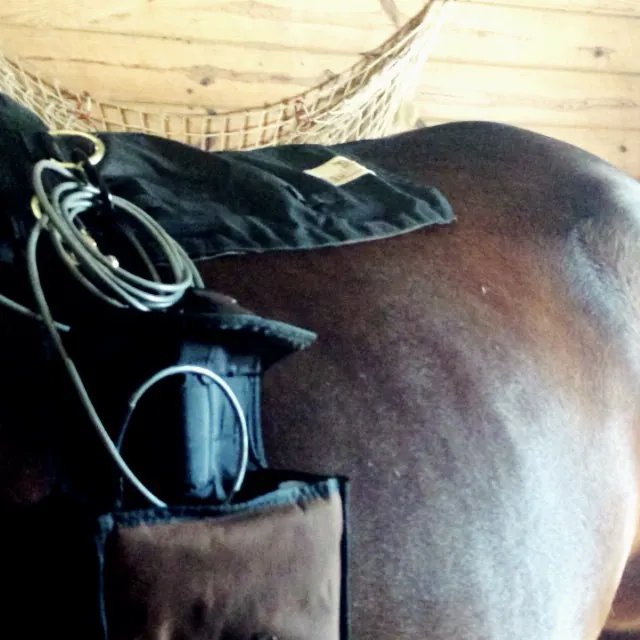 Atlantic Equine Services Picture 5