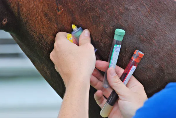 Atlantic Equine Services Picture 7