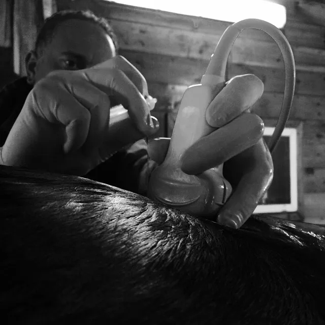 Atlantic Equine Services Picture 6