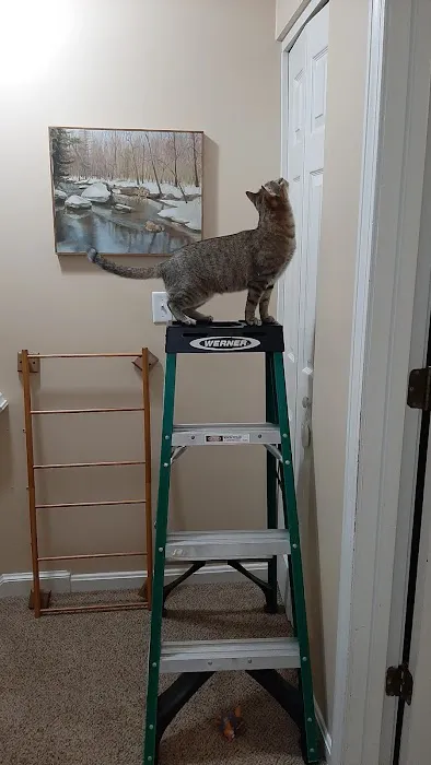 The Cat Doctor of Dover Picture 1
