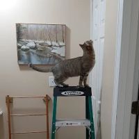 The Cat Doctor of Dover ico