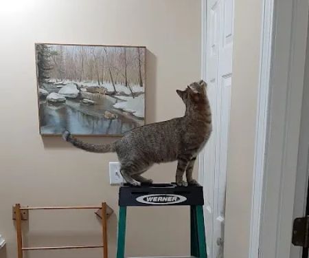 The Cat Doctor of Dover