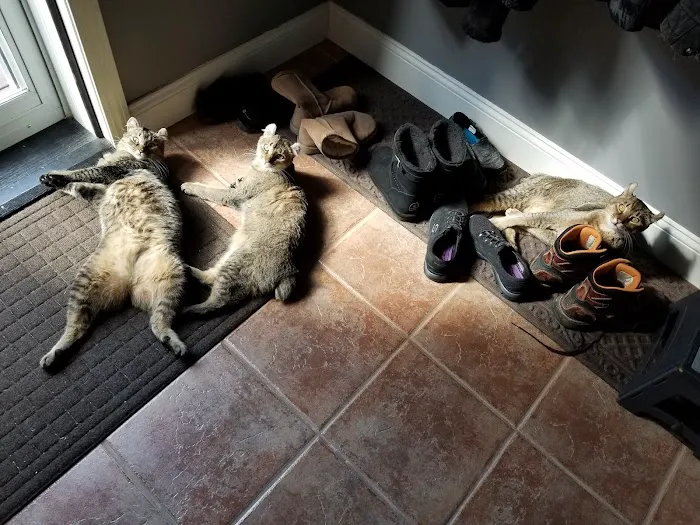 The Cat Doctor of Dover Picture 2