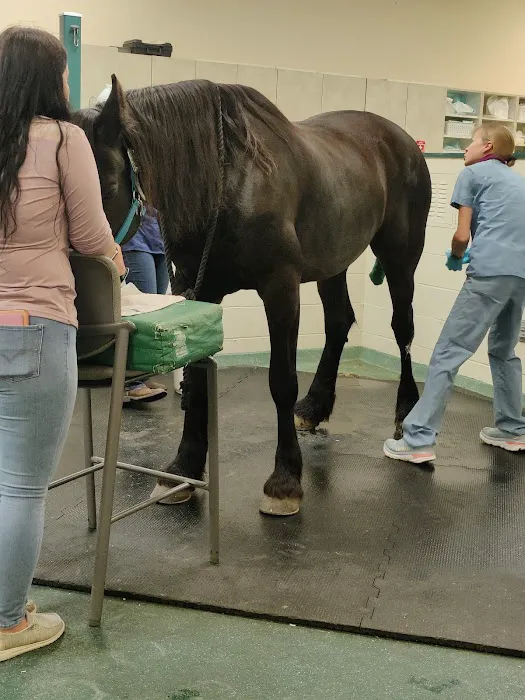 New England Equine Medical & Surgical center Picture 2