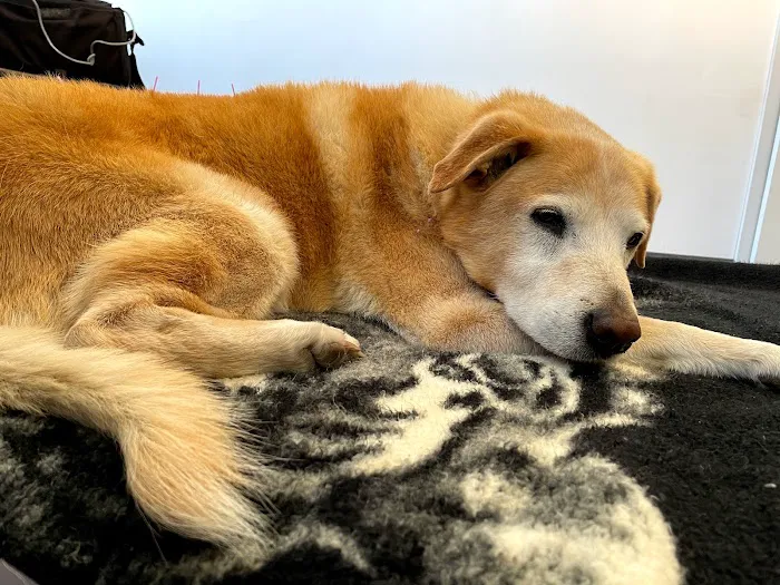 Acupetvet: Veterinary Rehabilitation & Acupuncture Clinic Picture 1
