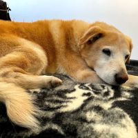 Acupetvet: Veterinary Rehabilitation & Acupuncture Clinic ico