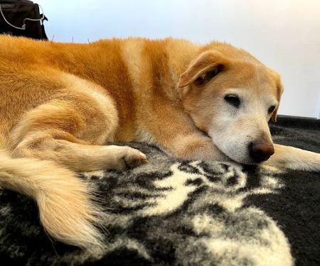 Acupetvet: Veterinary Rehabilitation & Acupuncture Clinic