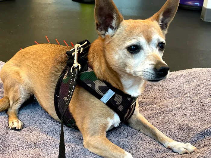 Acupetvet: Veterinary Rehabilitation & Acupuncture Clinic Picture 7