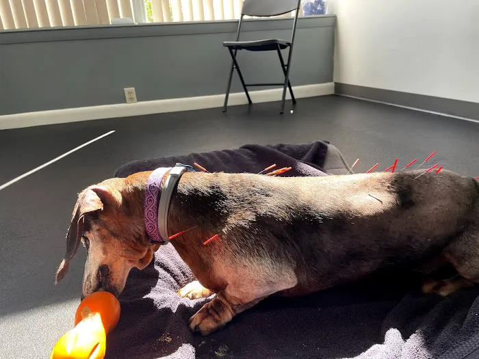Acupetvet: Veterinary Rehabilitation & Acupuncture Clinic Picture 5