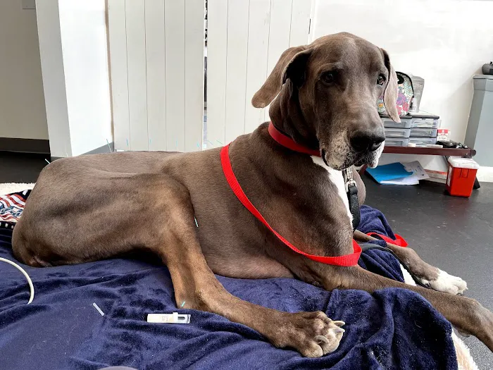 Acupetvet: Veterinary Rehabilitation & Acupuncture Clinic Picture 9