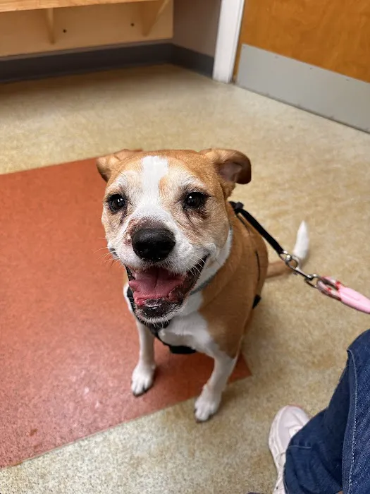 Dover Veterinary Hospital Picture 1