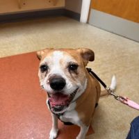 Dover Veterinary Hospital ico