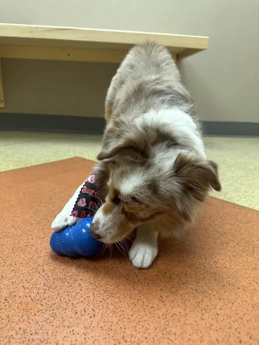 Dover Veterinary Hospital Picture 6