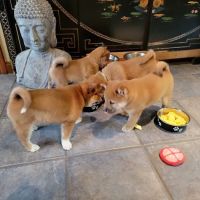 Winichahanat Veterinary Care ico