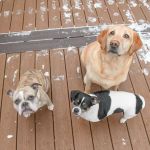 Brentwood Country Animal Hospital, PLLC