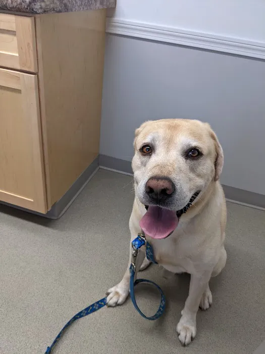 Brentwood Country Animal Hospital, PLLC Picture 2