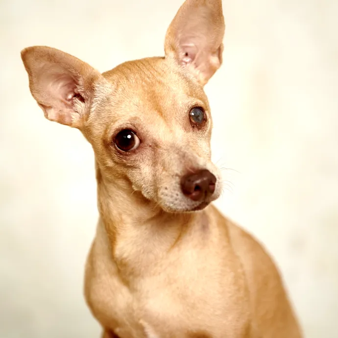 Brentwood Country Animal Hospital, PLLC Picture 4