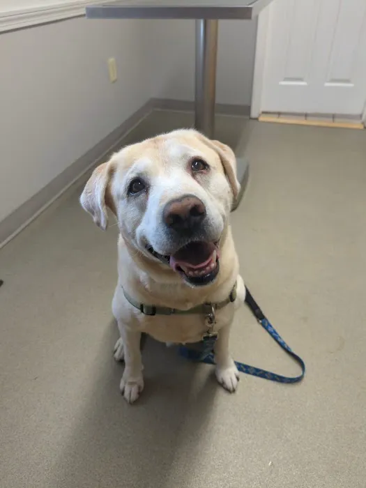 Brentwood Country Animal Hospital, PLLC Picture 5