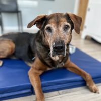 The Veterinary Wellness Center ico