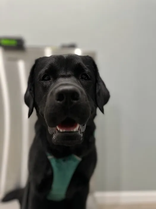 The Veterinary Wellness Center Picture 3