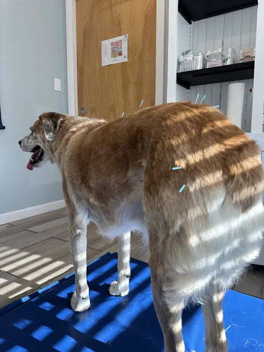 The Veterinary Wellness Center Picture 5