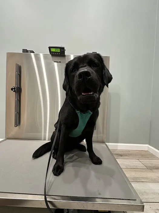 The Veterinary Wellness Center Picture 7