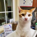 Epping Road Veterinary Hospital