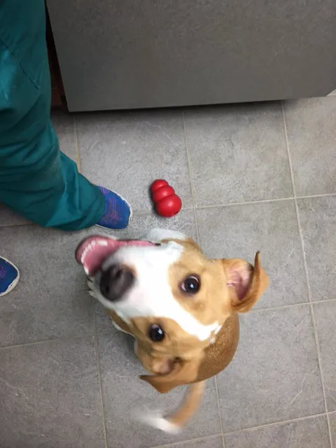 Epping Road Veterinary Hospital Picture 10