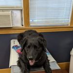 Naples Veterinary Clinic
