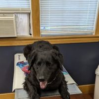 Naples Veterinary Clinic ico